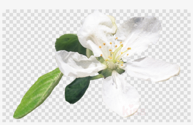 Dio Brando Meme Clipart Dio Brando Jotaro Kujo Jonathan - Transparent Bass Clef, transparent png #5708516