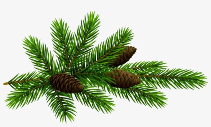 Free Png Pine Branchand Cones Transparent Png Images, transparent png #5708937