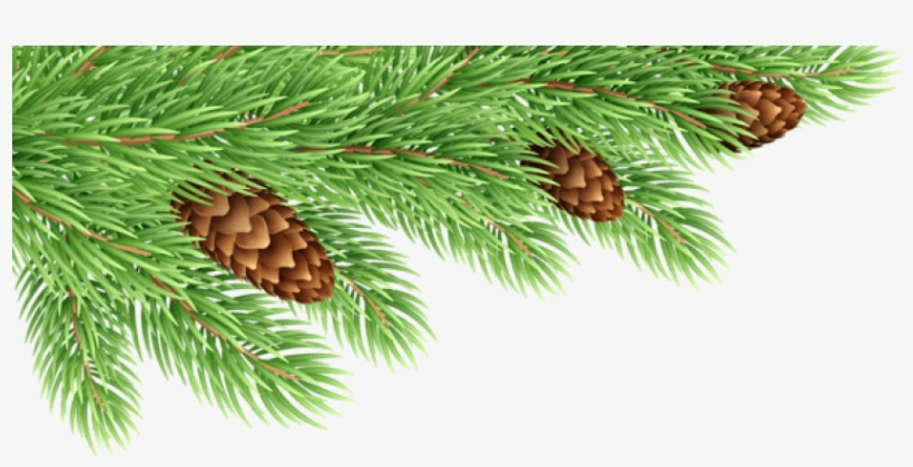 Free Png Pine Branches Decor Transparent Png Images - Fir Branches Clipart, transparent png #5709122