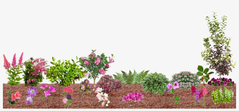 What Flourishes In Pine Straw - Bougainvillea, transparent png #5709300