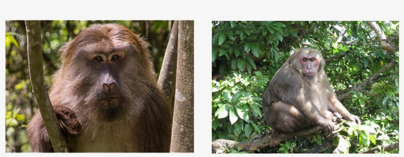 Diet-induced Obesity Model - Japanese Macaque, transparent png #5710354