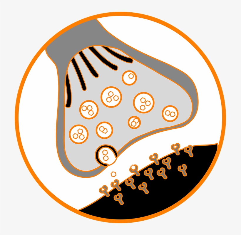 Next - Synapse Png, transparent png #5710483