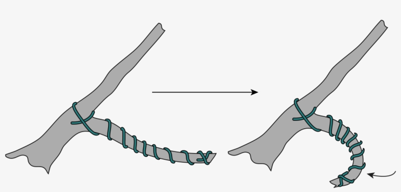 Open - Wire A Bonsai, transparent png #5714549