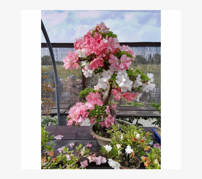 By Luca Florian - Rhododendron, transparent png #5714783