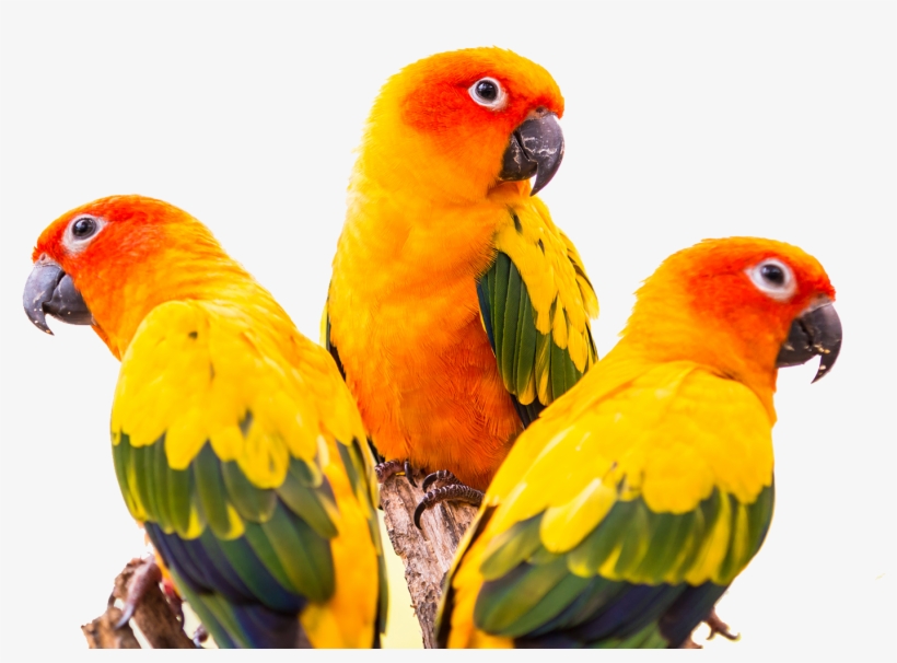 Conure Green Cheeked Parakeet Bird Colorful Greencheeked - Sun Conure Bird Png, transparent png #5714916