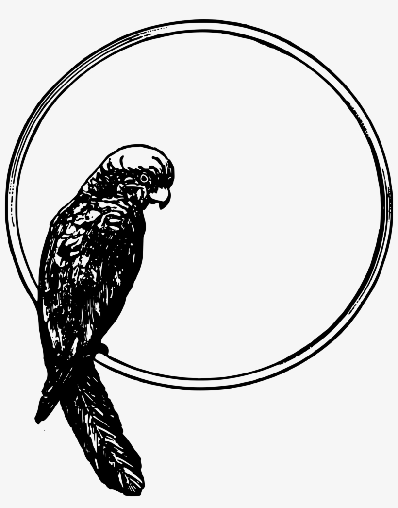 This Free Icons Png Design Of Parrot Frame, transparent png #5714996