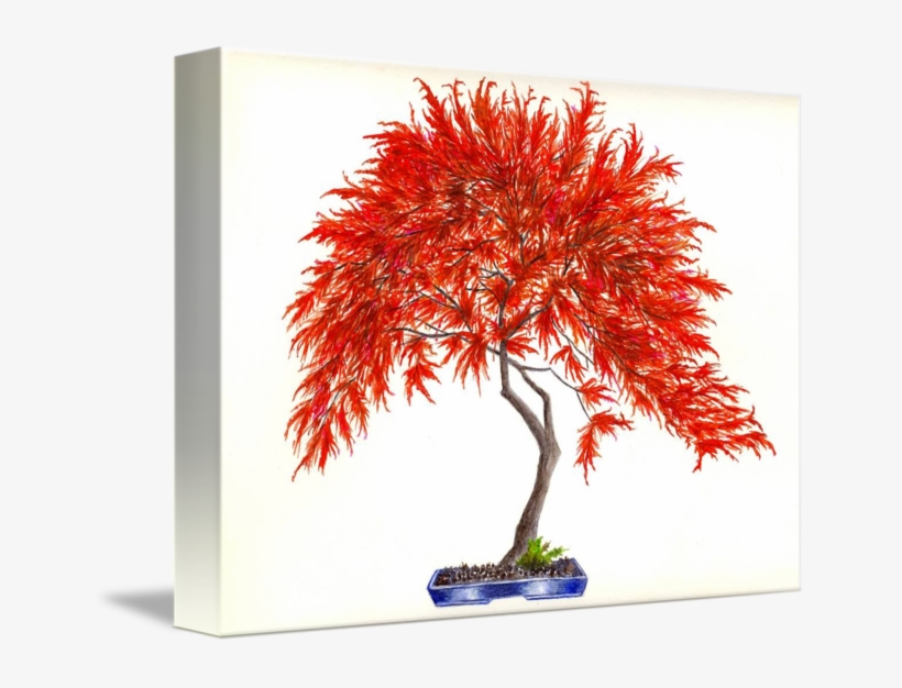 Image Library Library Bonsai Drawing Digital - Acer Palmatum Inaba-shidare, transparent png #5715204