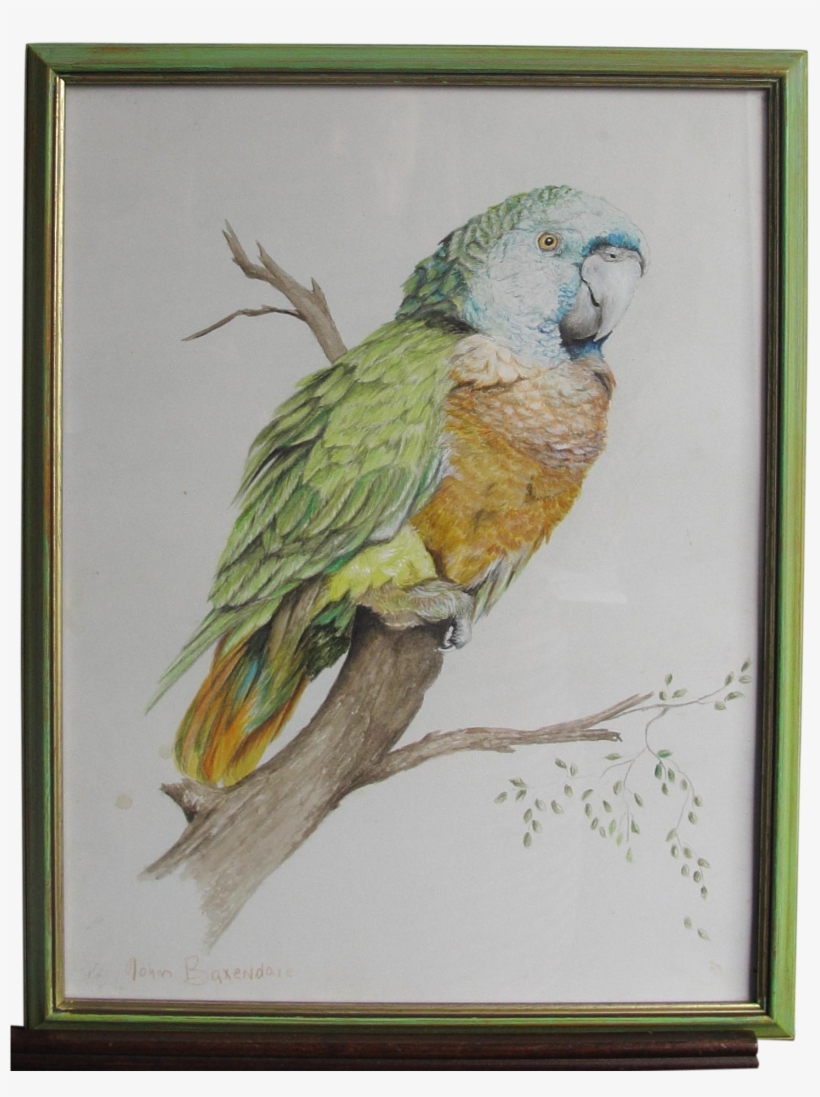 Green Parrot John Baxendale 1919-1982 English Bird - Parrot, transparent png #5715289