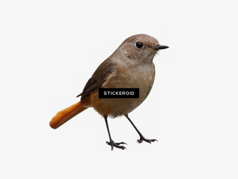 Bird Birds - Bird, transparent png #5715394