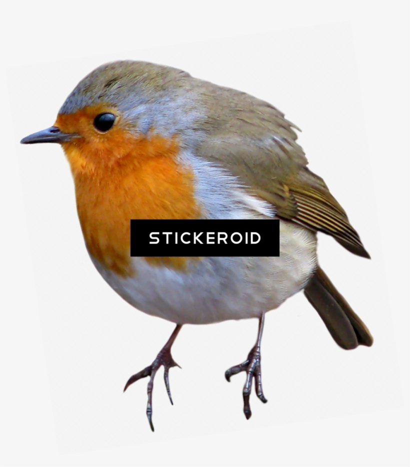 European Robin Birds - European Robin, transparent png #5715452