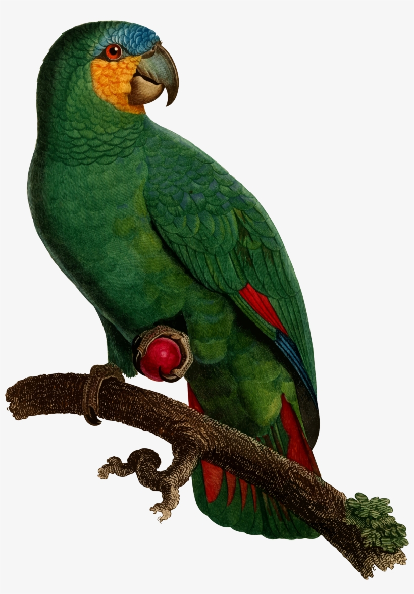 Parrot Clipart Perico - Jacques Barraband - Barraband Parrot, Pl 110, transparent png #5715695
