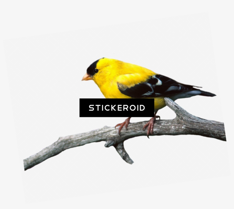 European Robin Birds, transparent png #5716082