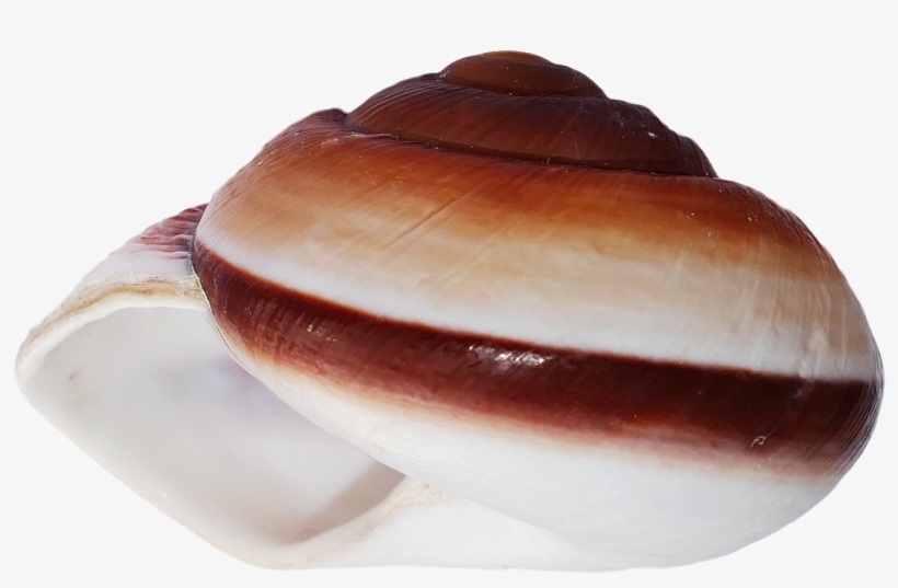 Free Png Ocean Sea Shell Png Images Transparent - Shell, transparent png #5718570