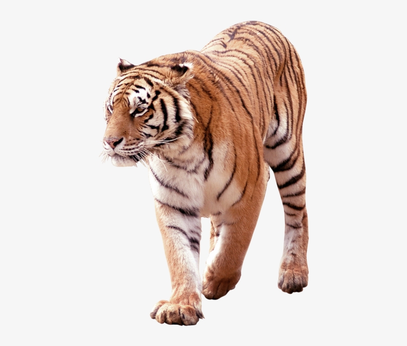 South China Tiger Png, transparent png #5719837