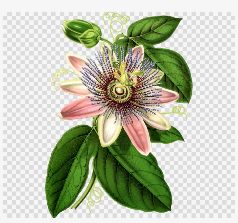 Download Botanical Drawing Passion Vine Clipart Purple - Passion Flowers Drawing Png, transparent png #5719965