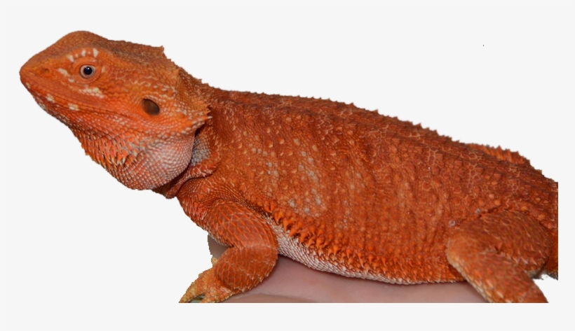 Citrus Bearded Dragon - Dragon, transparent png #5721337