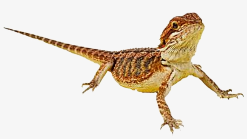Report Abuse - Bearded Dragon, transparent png #5721490