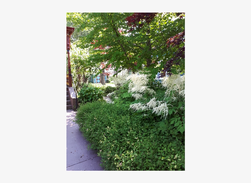 4 - - Tree, transparent png #5721938