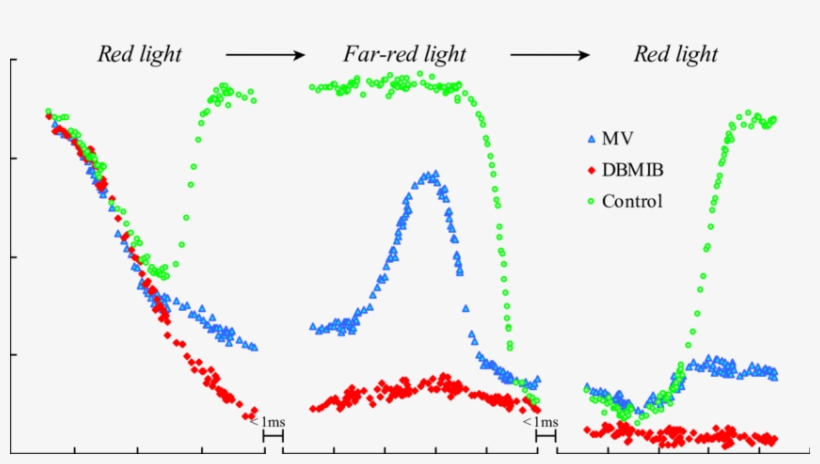 Leaves Were Exposed To A Sequence Of Red Fr (15 S) - Plot, transparent png #5722384