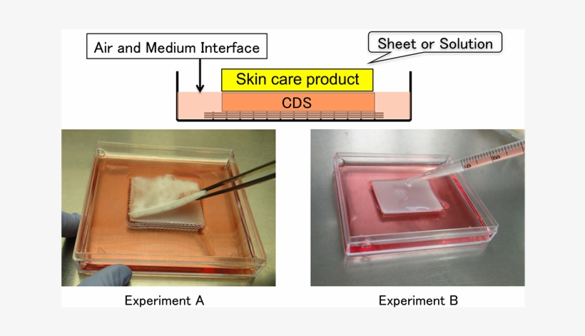 Culture System Using Wound Surface Model - Skin Care, transparent png #5723754