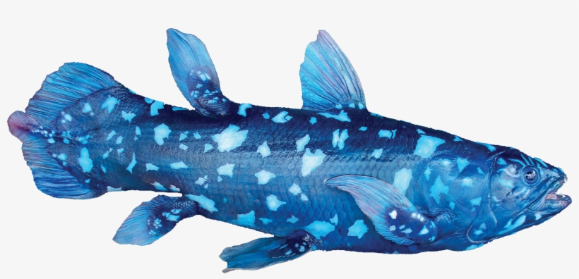 Latimeria Chalumnae Coelacanth - Coelacanth Latimeria Chalumnae, transparent png #5726490