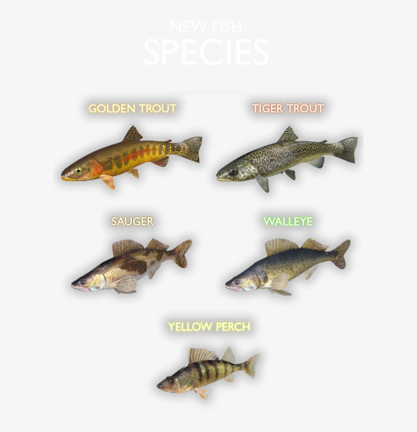 Maybe You Should Find Out For Yourself About The Secrets - Trout, transparent png #5726830