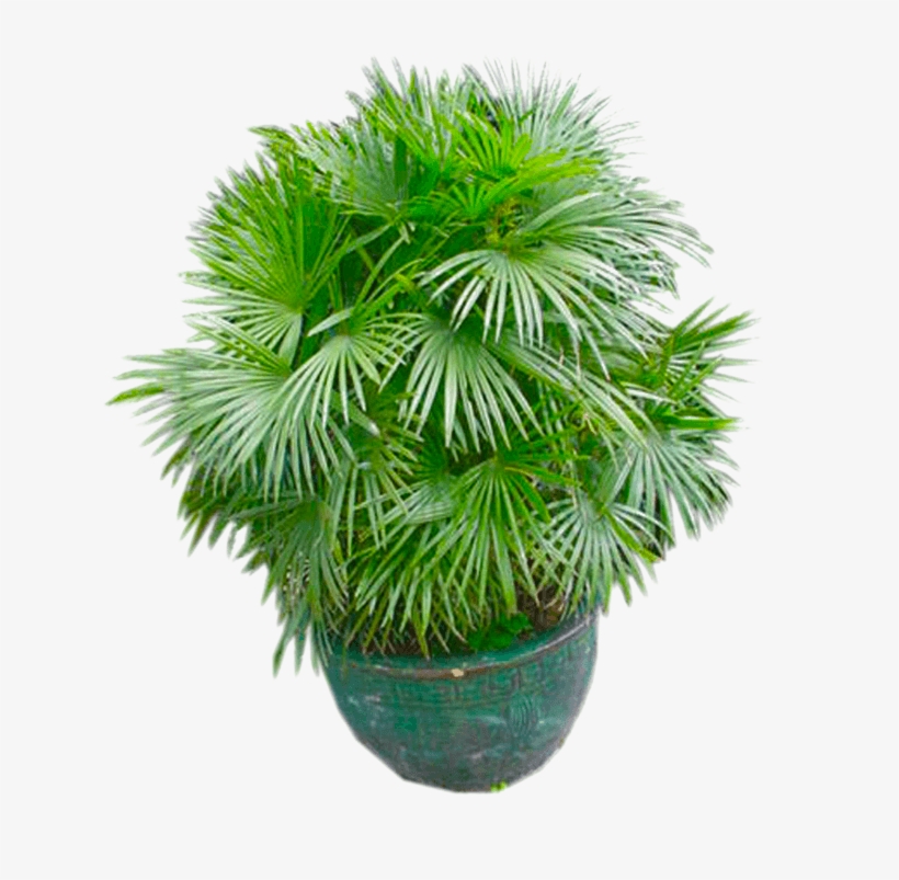 Plant Png - Houseplant, transparent png #5731724