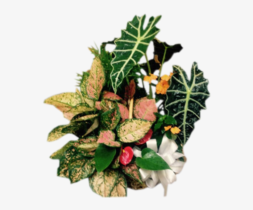 Tropical European Garden, transparent png #5731913