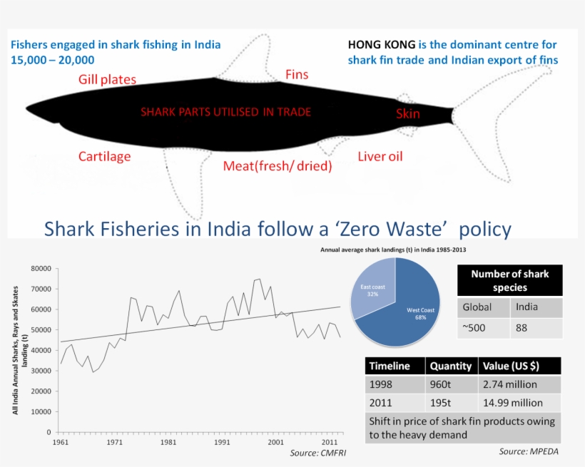 Globally, 14 July Is Observed As Shark Awareness Day - Infographic, transparent png #5736212