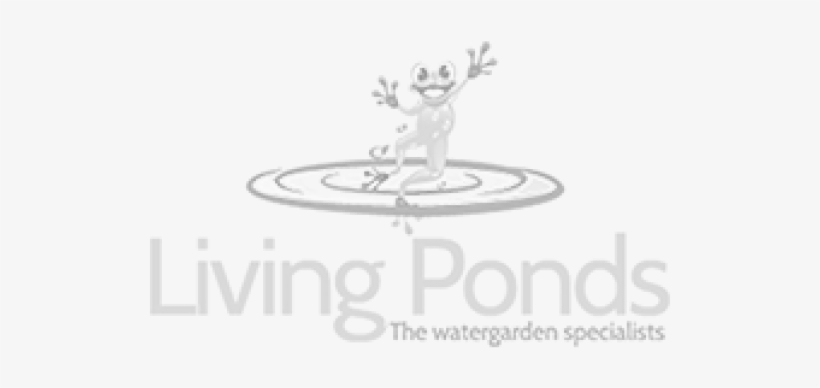 Water Plants - Floating Azolla - Pond, transparent png #5736447