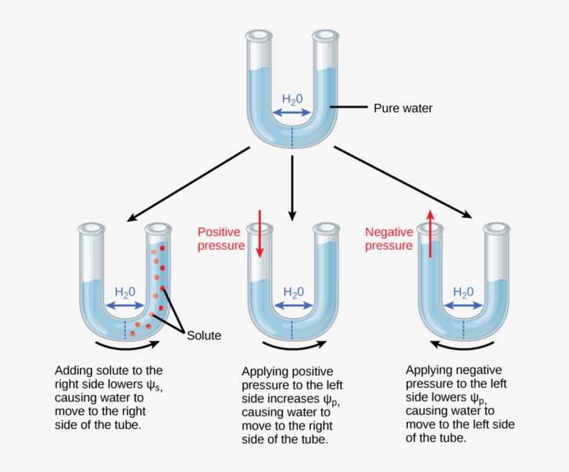 Image - Water Potential Meaning, transparent png #5736496