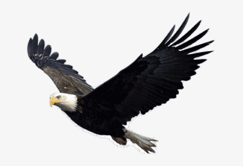 Bald Eagle Png Transparent Images - Eagle Png, transparent png #5737487