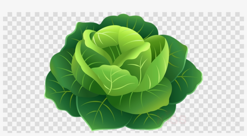 Cabbage Png Clipart Clip Art, transparent png #5738003