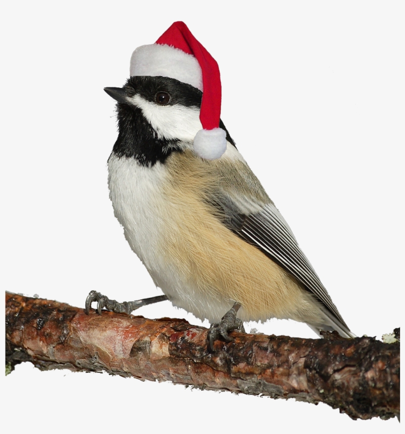 A Great Chickadee With Santa Hat - Christmas Bird - Free Transparent
