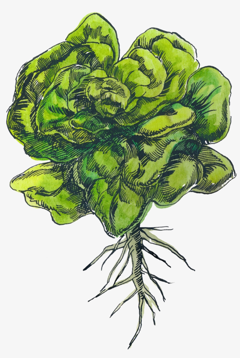 Illustration 1 - Artificial Flower, transparent png #5738412