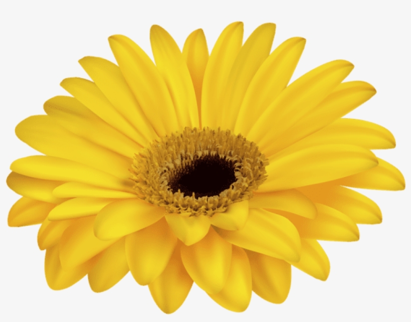 Free Png Yellow Gerbera Decorative Transparent Png - Yellow Flowers Transparent Backgrounds, transparent png #5739606