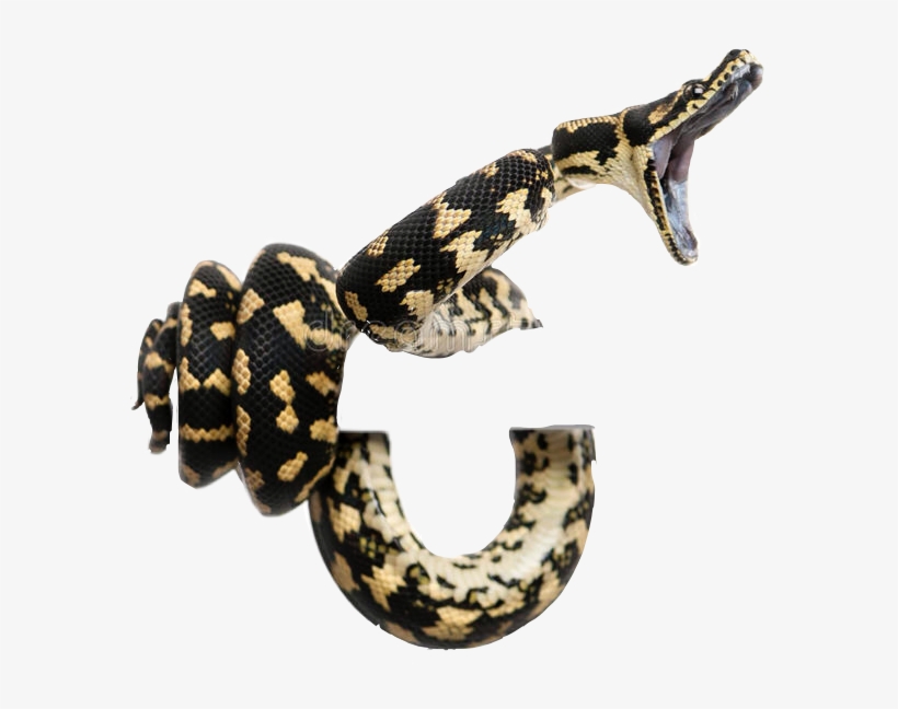Snake Snakes Coiled Striking Boa Constrictor Boaconstri - Python Snakes, transparent png #5740127