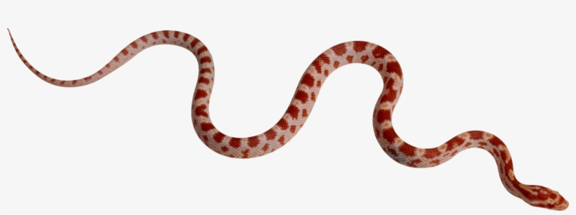 Snakes S Snake - Smooth Like A Snake, transparent png #5740184