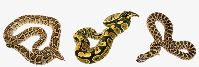 Snake, Terrarium, Camo, Bastards - Snakes, transparent png #5740400