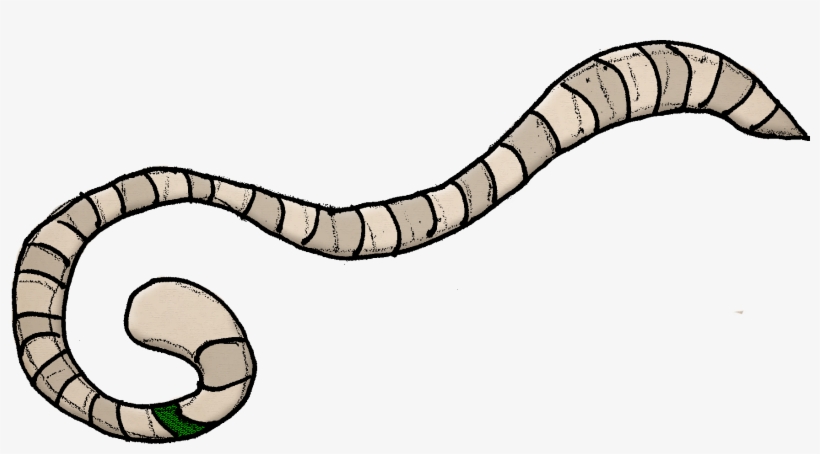 Worm Lock B - Zophobas Morio, transparent png #5740504