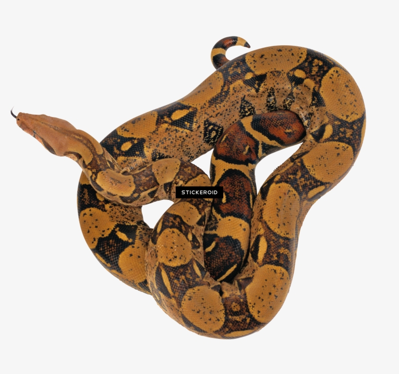 Snake - Python Animal Png, transparent png #5740553