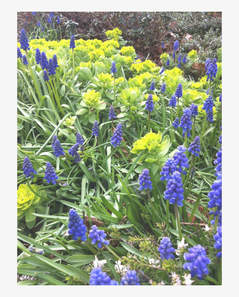 Bluebells-transparen - - Grape Hyacinth, transparent png #5740556