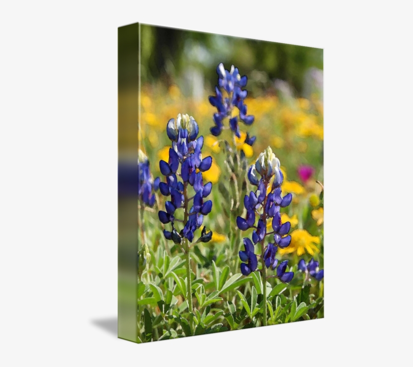 Graphic Freeuse Stock Bluebonnets Drawing Single, transparent png #5740607