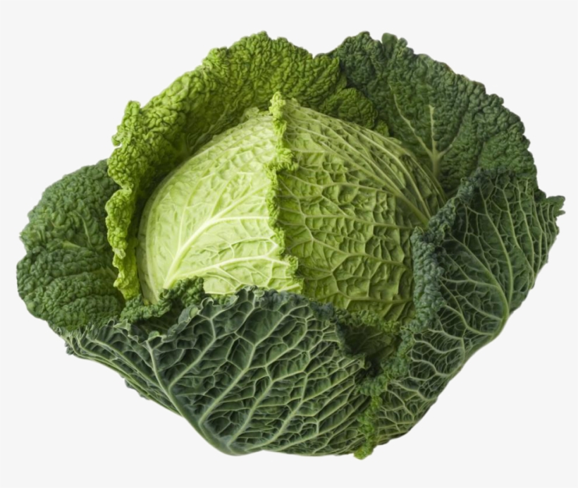 Cabbage Plant Png Clip Transparent Library - Vegetable Cabbage, transparent png #5740957