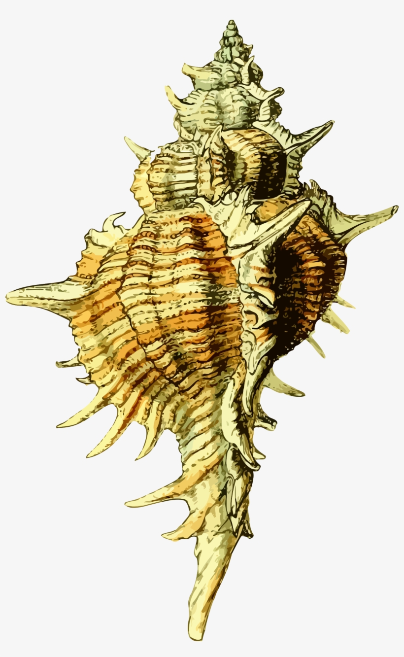 This Free Icons Png Design Of Sea Shell 43, transparent png #5741030