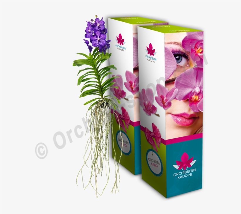 Vanda Blue Magic - Vanda Blue Magic Ss1, transparent png #5741035