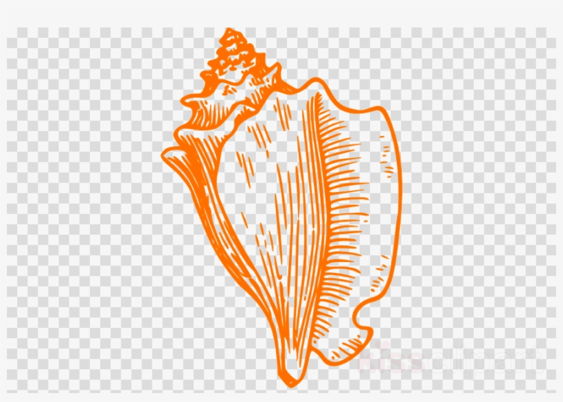 Conch Shell Drawing Clipart Drawing Conch Clip Art - Conch Shell Clip Art, transparent png #5741086