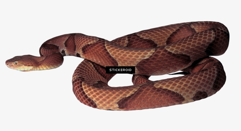 Snake - Photograph, transparent png #5741242