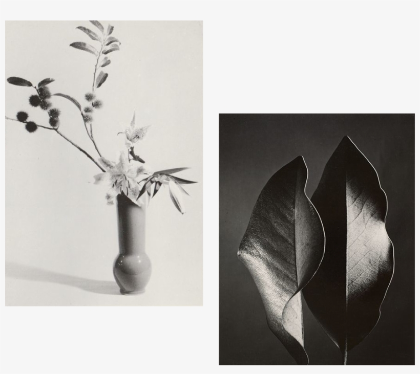 Some Plants Are Toxic To Pets - Photography, transparent png #5745139