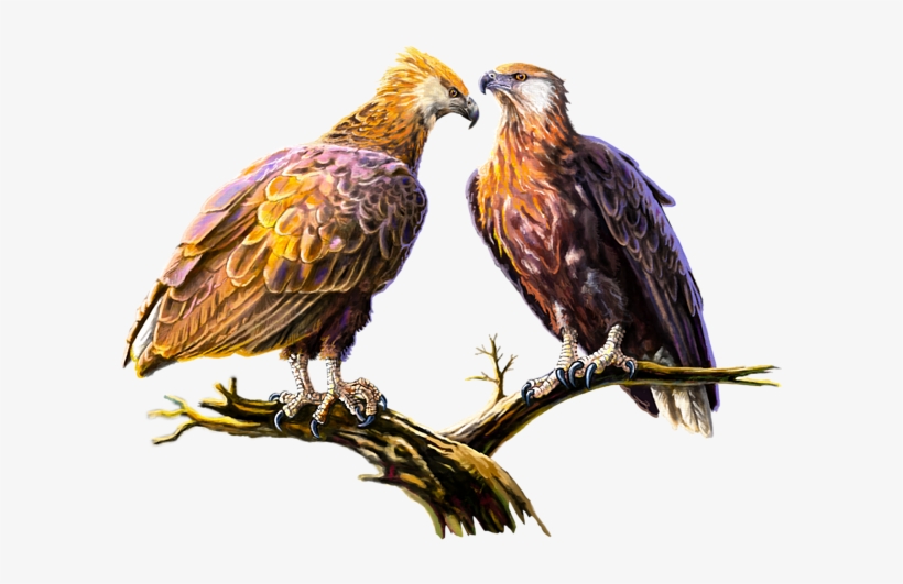 Click And Drag To Re-position The Image, If Desired - Madagascan Fish Eagle, transparent png #5750117